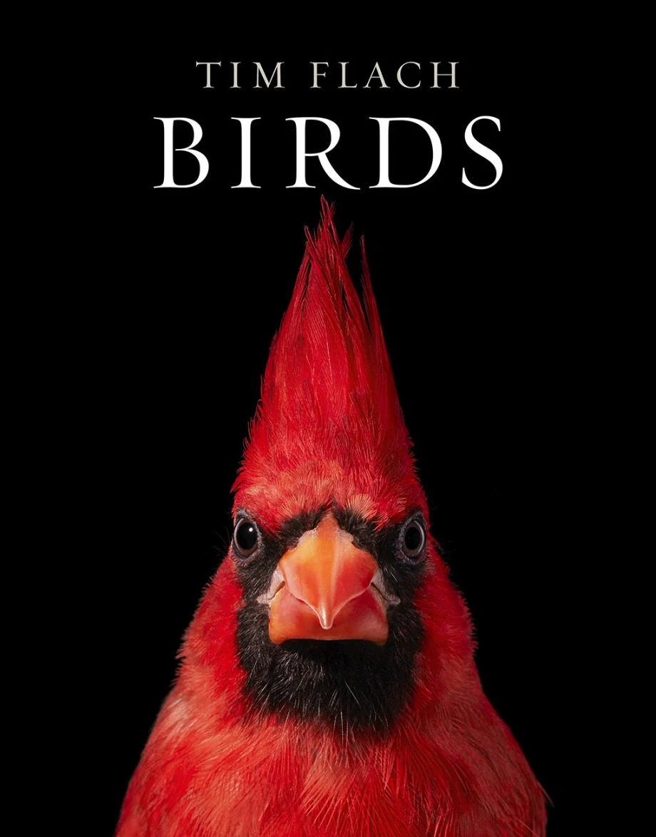 Birds. Photographs