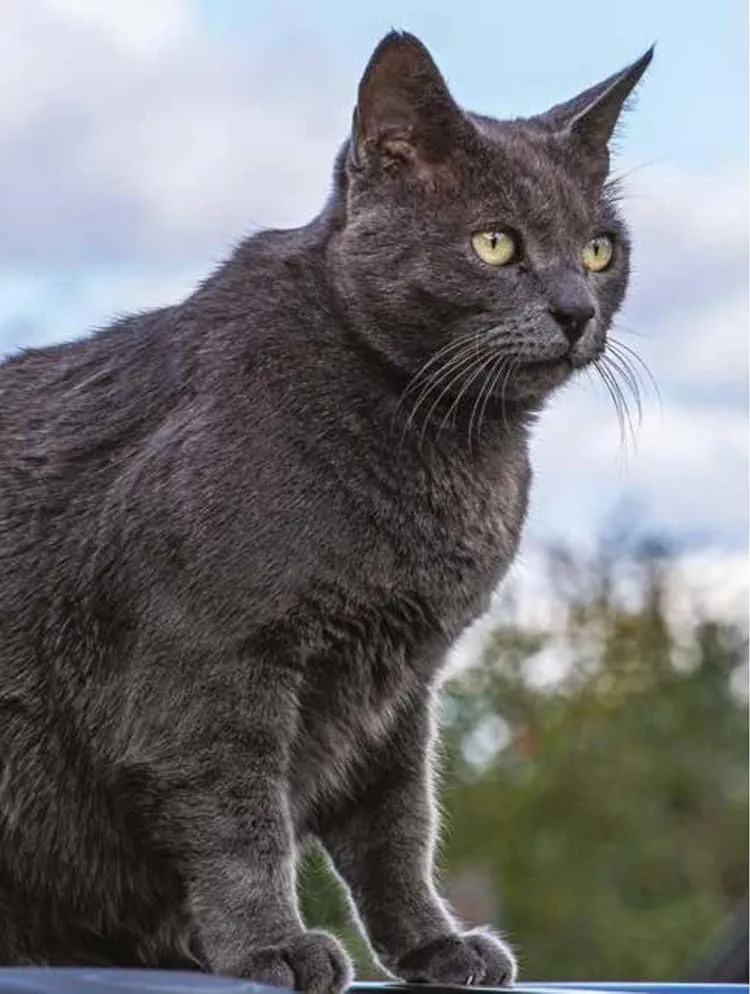 Cat Breeds: Characteristics, Breeds, Care, Origins — Джуліанна Фотопулос, фото 3