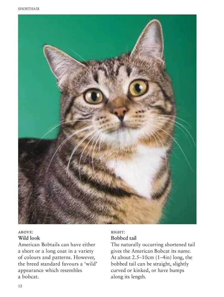 Cat Breeds: Characteristics, Breeds, Care, Origins — Джуліанна Фотопулос, фото 5