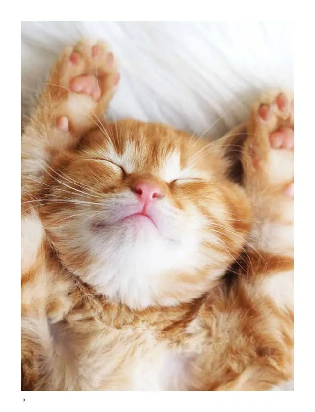 Cats: A Celebration of Our Feline Friends — Джуліанна Фотопулос, фото 4
