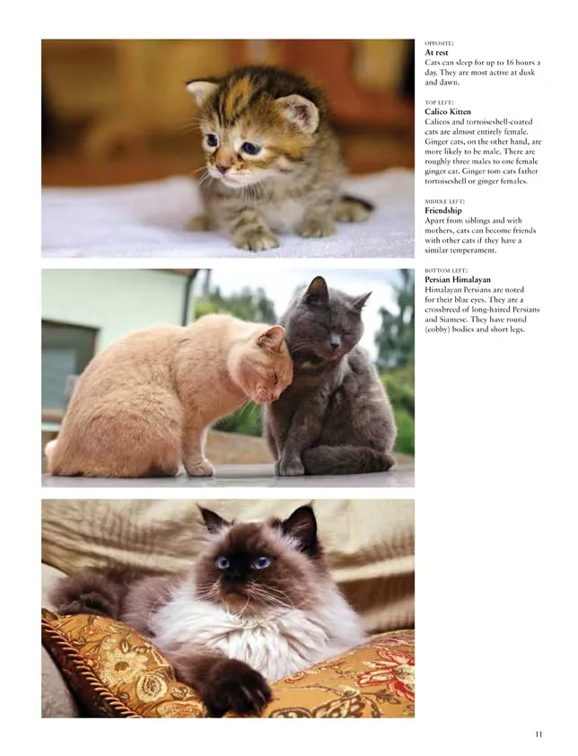 Cats: A Celebration of Our Feline Friends — Джуліанна Фотопулос, фото 5