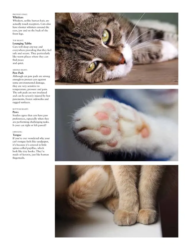 Cats: A Celebration of Our Feline Friends — Джуліанна Фотопулос, фото 6