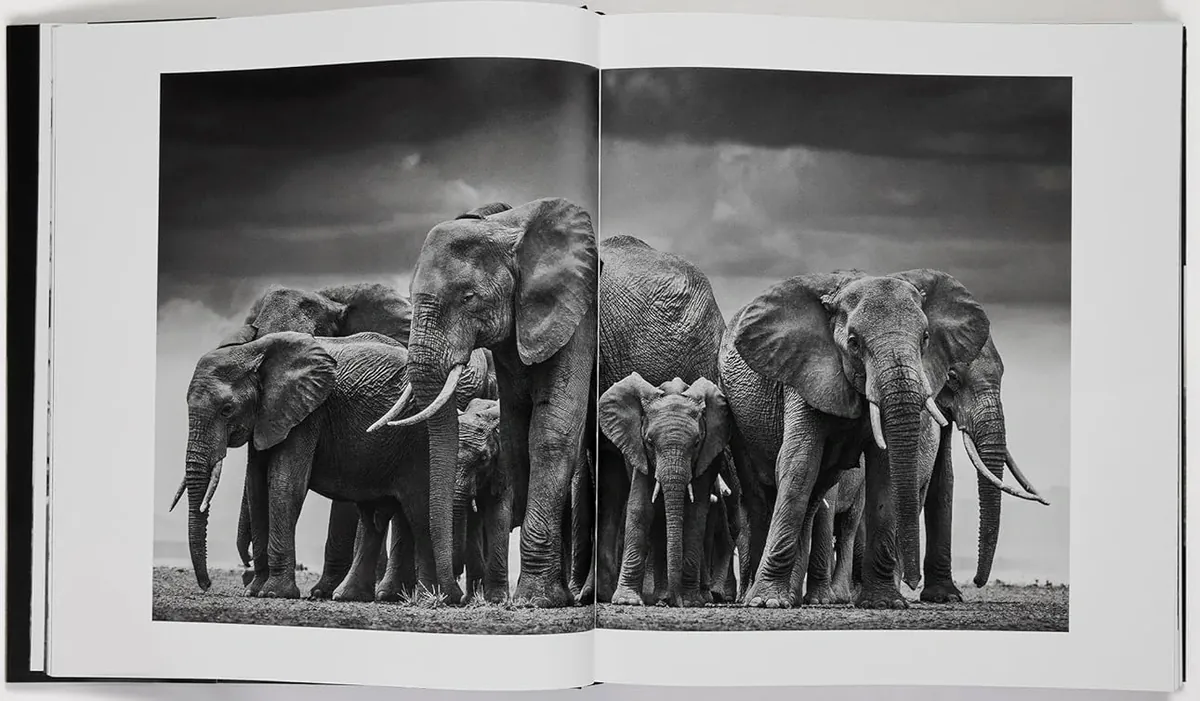 David Yarrow: The Collection — Девід Ярроу, фото 5