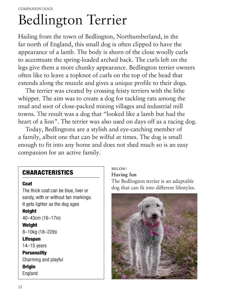 Dog Breeds: Characteristics, Breeds, Care, Origins — Том Джексон, фото 6