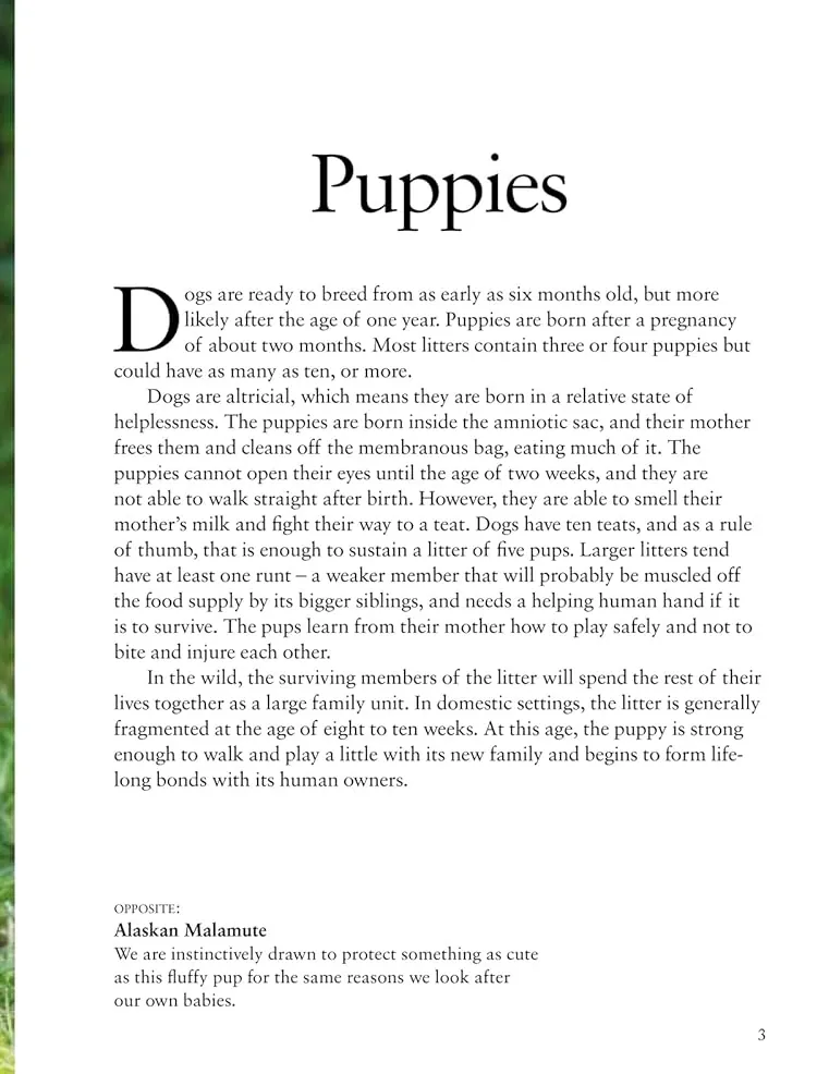 Dogs — Том Джексон, фото 5
