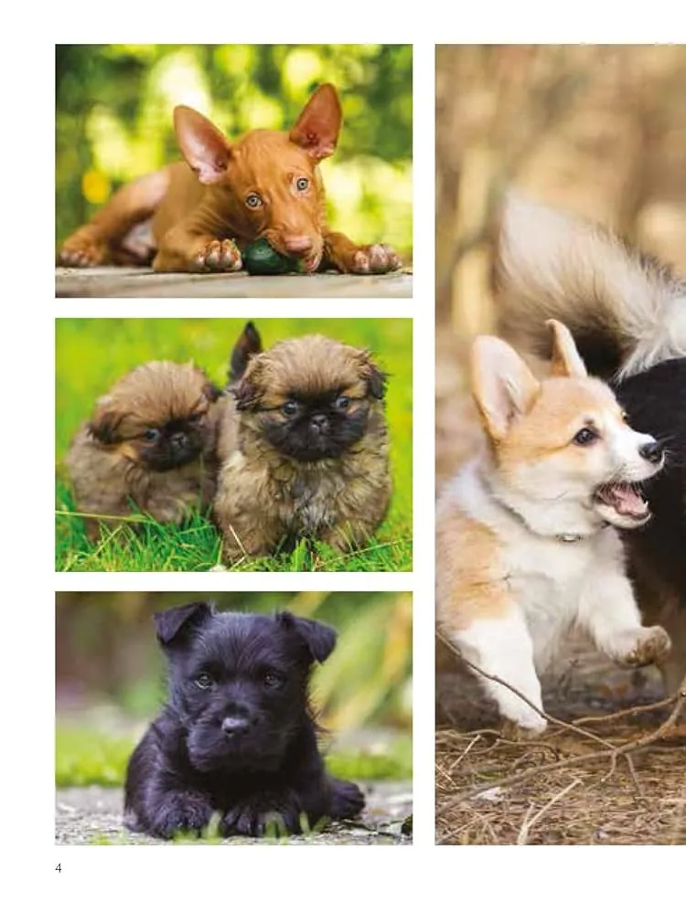 Dogs — Том Джексон, фото 6