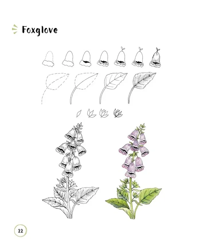 Draw Quick & Easy Modern Florals. Over 100 Botanical Motifs to Doodle, Draw, and Decorate Your Jour — Гелен Колбрук, фото 6