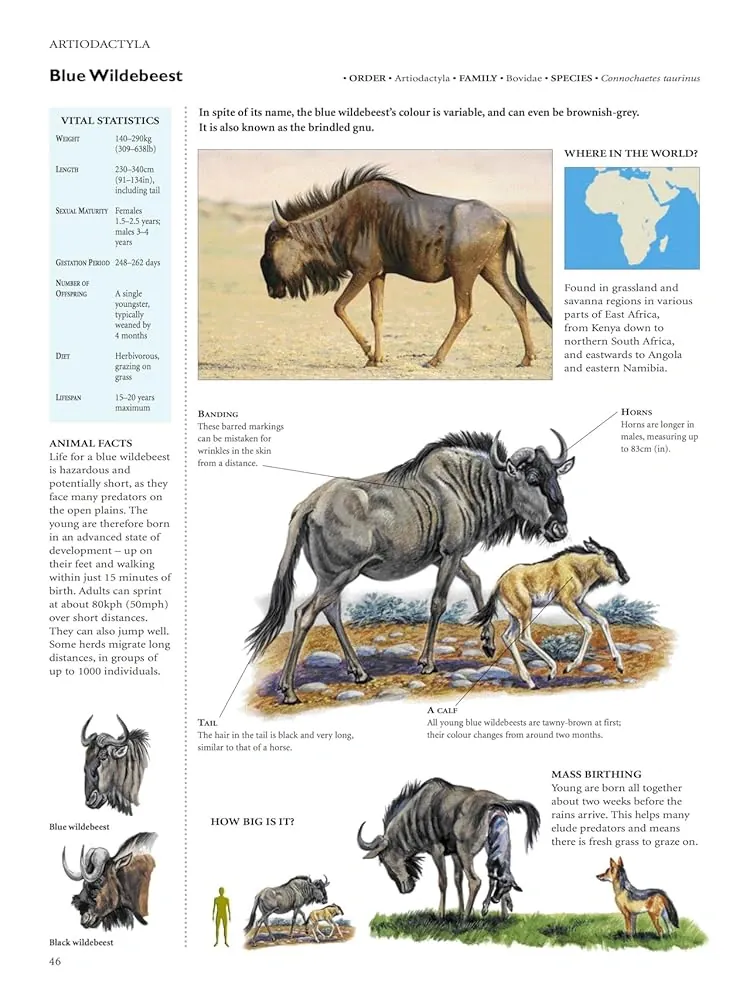 Encyclopedia of Animals — Девід Олдертон, фото 4