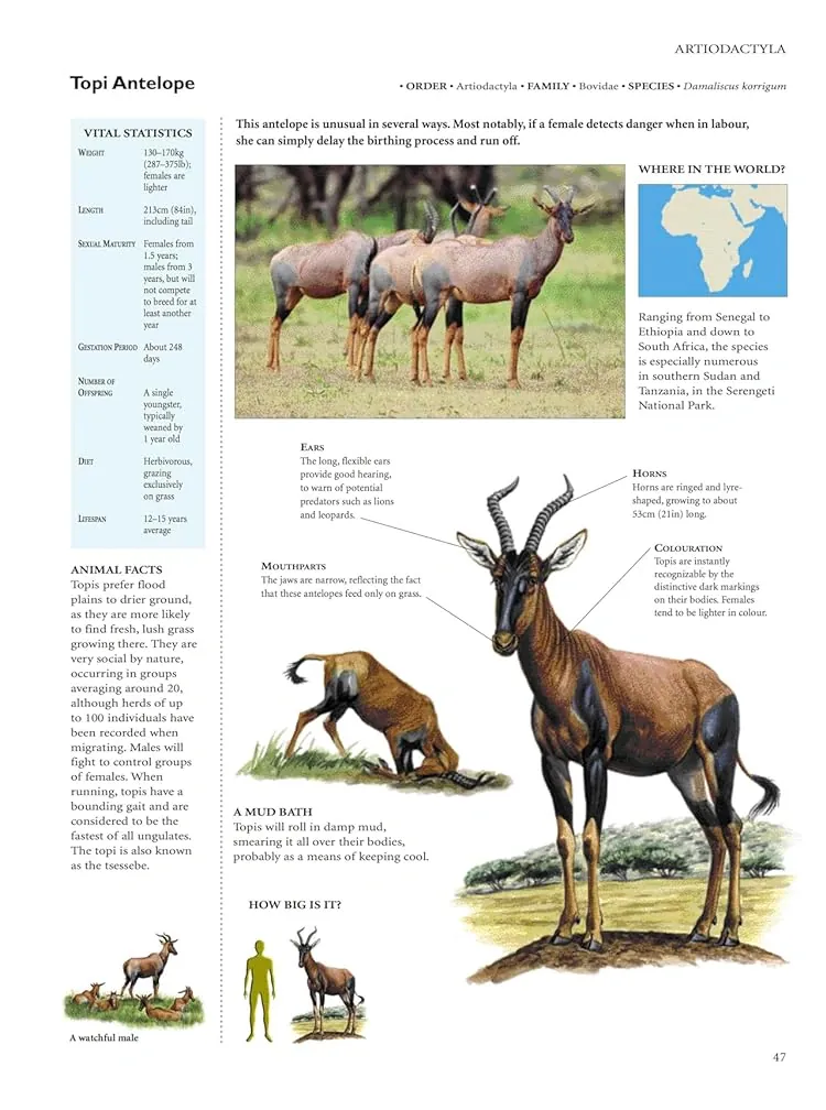 Encyclopedia of Animals — Девід Олдертон, фото 5