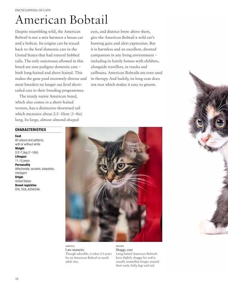 Encyclopedia of Cats — Джуліанна Фотопулос, фото 4