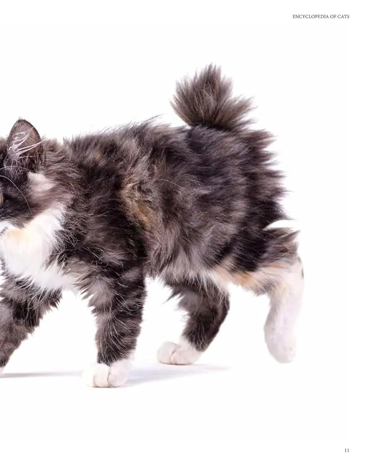 Encyclopedia of Cats — Джуліанна Фотопулос, фото 5