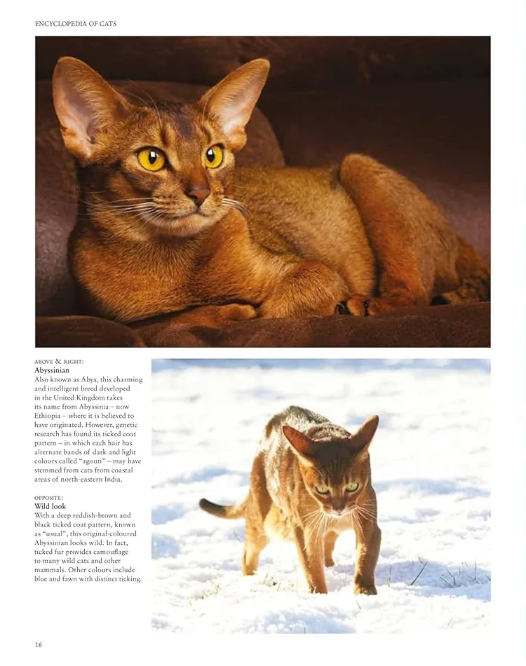 Encyclopedia of Cats — Джуліанна Фотопулос, фото 6