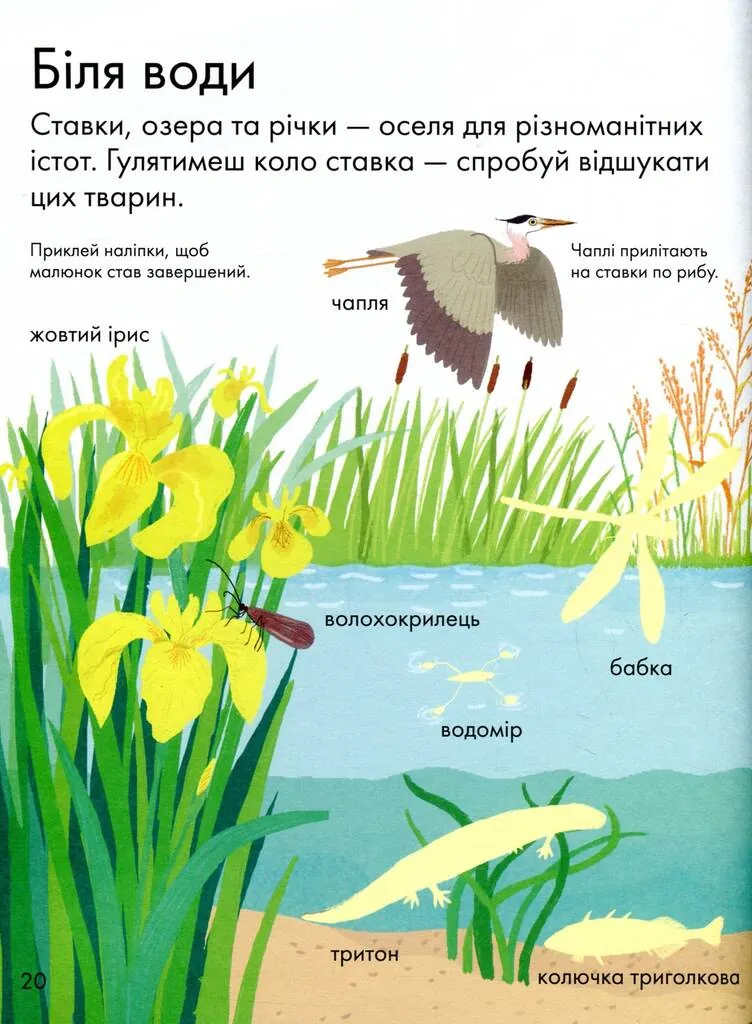 Моя перша книжка про природу — Керолайн Янг, фото 5
