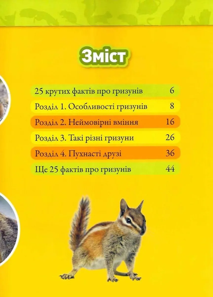 Шкряб! 100 цікавих фактів про гризунів, фото 4