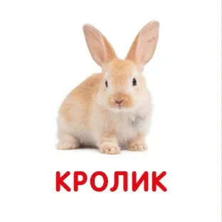 Свійські тварини. Перша книжка малюка, фото 5
