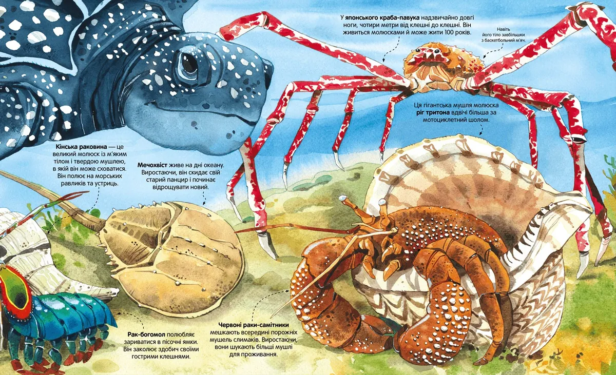 Велика книга морських мешканців — Мінна Лейсі, фото 5