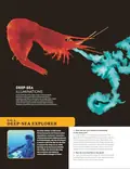 Eyewitness Encyclopedia of Animals, фото 6
