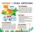 Лісові мешканці. Моя перша енциклопедія (+ наліпки) — Світлана Сіліч, фото 5