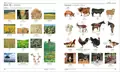 Visual Bilingual Dictionary: Ukrainian-English, фото 6