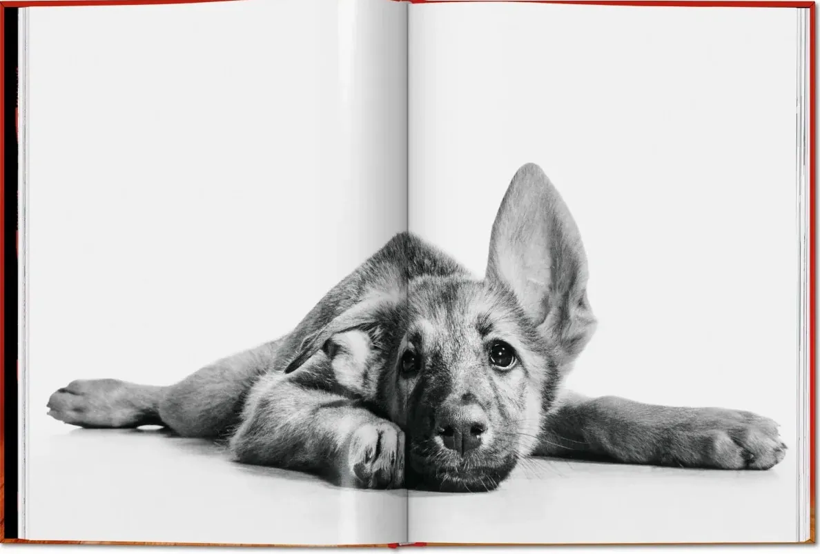 Walter Chandoha. Dogs. Photographs 1941–1991 — Уолтер Чандоха, фото 4