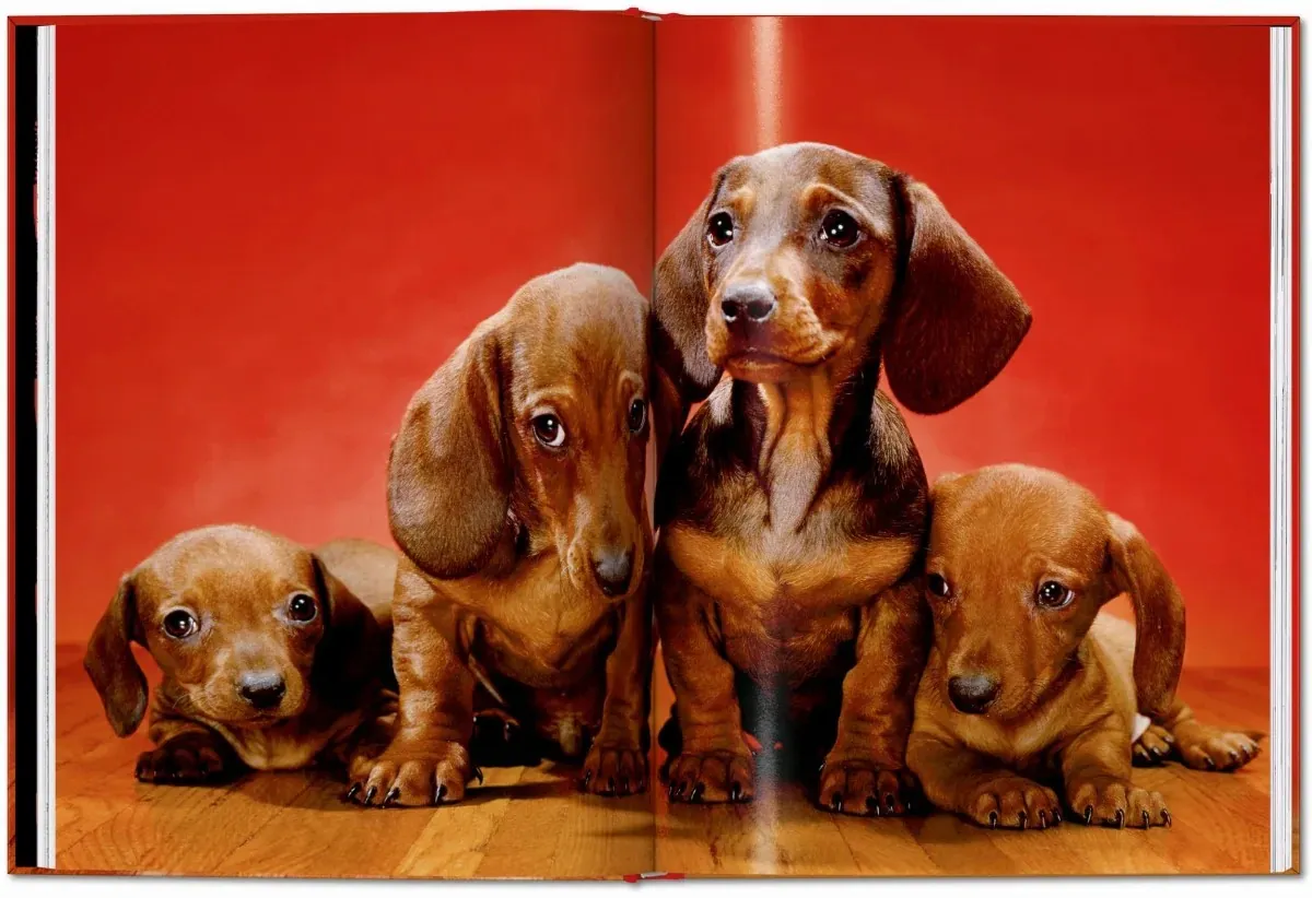 Walter Chandoha. Dogs. Photographs 1941–1991 — Уолтер Чандоха, фото 5